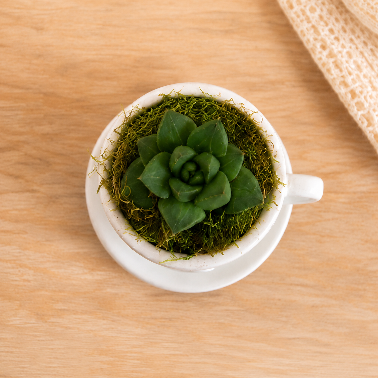 Mini-Sukkulente in Herz-Tasse